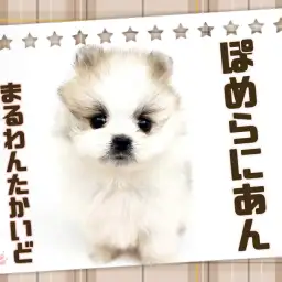 【 ポメラニアン 】激レアカラー！てちてち歩きのちびっこポメ！