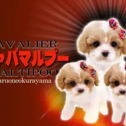 【 キャバマルプー 】大人気犬種キャバリアとマルプーから誕生したMIXわんこ!