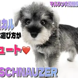 【 ミニチュアシュナウザー 】抜群の賢さと癒し系な性格のギャップ男子現る!