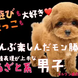 【 トイプードル 】遊びも抱っこも楽しんだモン勝ち!全部で感情表現するあざと男子