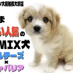 【 マルキャバ 】特技は首を傾げて上目遣い!究極の甘えん坊ドールガール!!