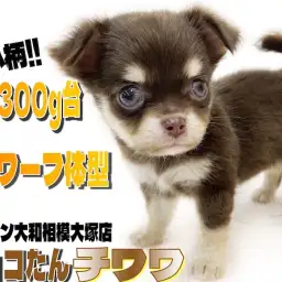 【 チワワ 】生後2ヶ月で体重300g台!手乗りサイズのドワーフ体型が可愛い!