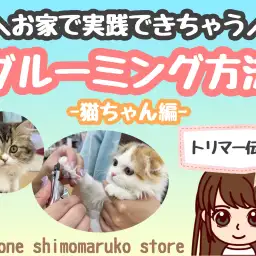 【 お手入れレクチャー 】トリマーが教えるお家で実践できるグルーミング方法!猫編