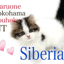 【 サイベリアン 】美しすぎる大型猫種サイベリアンの男の子