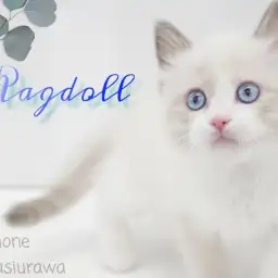 【 ラグドール 】青い瞳のもふもふぬいぐるみにゃんこ! 性格も容姿もイケメンくん