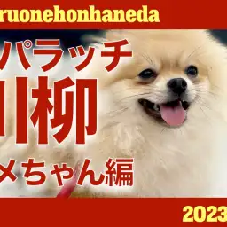 【 ポメラニアン 】可愛いが溢れてるポメラニアンちゃんの魅力を五七五に合わせてお届け!!