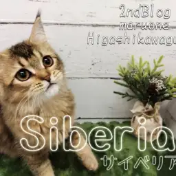 【 サイベリアン 】生後5ヶ月のサイべちゃん、魅力的なレディへと急成長！