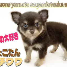 【 チワワ 】大人気のカラー!チョコレート&タン!遊ぶのが大好きな甘えん坊!