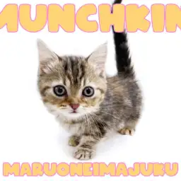 【 マンチカン 】短足・丸顔の甘えん坊ニャンコ!ミラクルカラーの美猫登場!