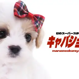 【 キャバション 】HP公開わずか5分でお問い合わせ殺到!幻のスーパースター!