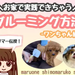 【 お手入れレクチャー 】トリマーが教えるお家で実践できるグルーミング方法！犬編