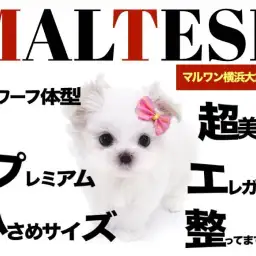 【 マルチーズ 】ドワーフ体型のミスターパーフェクトがやってきた!