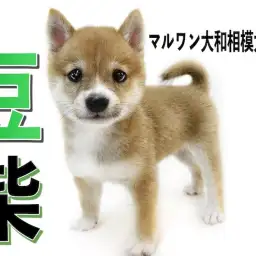 【 豆柴 】生後2ヶ月で体重805g!小さくて元気いっぱい!毛色は人気の赤色!