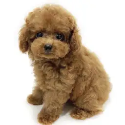 トイ・プードル