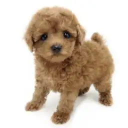 トイ・プードル