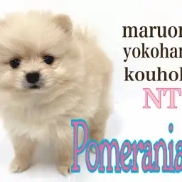 【 ポメラニアン 】ミルクティーカラーの短足たぬきポメちゃん
