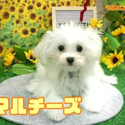 【 マルチーズ 】お外デビューもお友達作りも順調!天才ワンコはマルちゃんのこと!