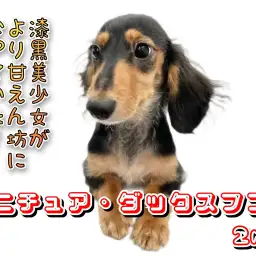 【ミニチュア・ダックスフント】漆黒美少女がより甘えん坊になっていた!!