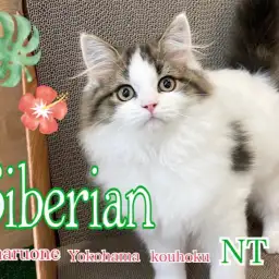 【 サイベリアン 】おおらか男子は超美形!