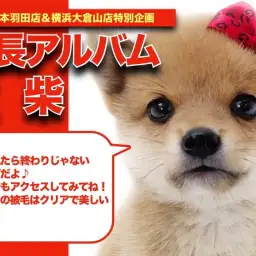 【 豆柴 】長いまつ毛がとってもキュート！豆柴ちゃんの成長日記