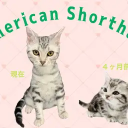 【 アメリカンショートヘア 】生後6ヶ月を迎え、天真爛漫な女の子に成長中♪