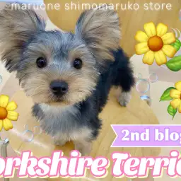 【 ヨークシャーテリア 】祝・お外デビュー!甘えん坊ヨーキーの2ndブログ!