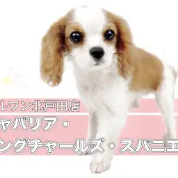 【 キャバリア 】王道ブレンハイム！お上品なベビーフェイスのお嬢様！！