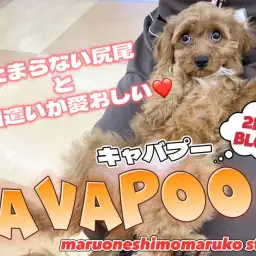 【 MIX 】お手入れ上手で抱っこが大好き！甘えん坊ガールの2ndブログ