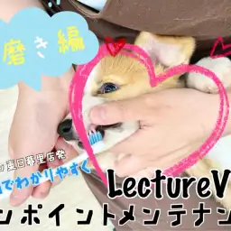 【 レクチャーvlog 】東日暮里店発動画でワンポイントレクチャー!犬の歯磨き編