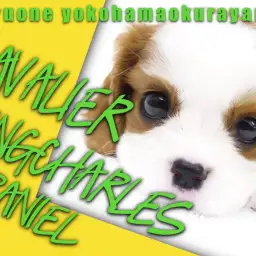 【 キャバリア 】最高のコンパニオンドッグ!鮮やかなブレンハイムの女の子!