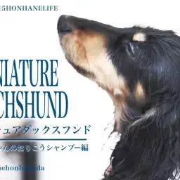 【 8/16ホンハネライフ 】ミニチュアダックスのだっちゃんのおりこうシャンプー