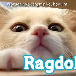 【 ラグドール 】NT店の甘えん坊No.1ラグドール君の生後3ヶ月