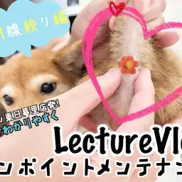 【 レクチャーvlog 】東日暮里店発、動画でワンポイントレクチャー!肛門腺編