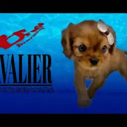 【 キャバリア 】天然ミャンマールビーの様な最高カラーをまとった女の子をご紹介!