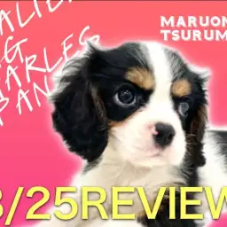 【 キャバリア 】トライカラー！愛らしいむっちりボディの男の子！