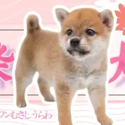 【 赤柴 】白いほっぺがやさしい印象のしばちゃん！むちコロボディは期間限定