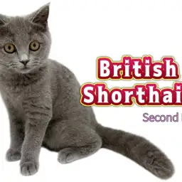 【 ブリティッシュショートヘア 】生後4ヶ月半を迎えるまん丸フォルムのブリちゃん