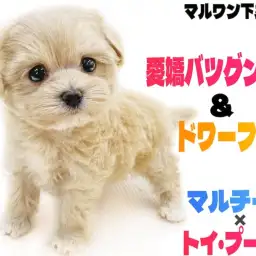 【 MIX 】愛嬌バツグン！ドワーフ体型のマルプーは陽気な性格のムードメーカー！