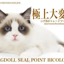 【 8/21本羽にゃんライフ 】濃いめのこげ茶出現！シールポイントラグドール！