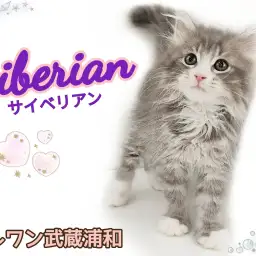 【 サイベリアン 】異次元の甘えん坊ぶりを発揮!魅惑の低アレルゲンキャット