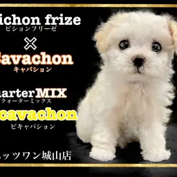 【 MIX 】キャバションを親にもつクォーターミックス犬ビキャバションちゃん