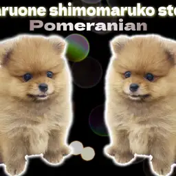 【 ポメラニアン 】濃厚オレンジのタヌキポメ!抜群のルックスと表情に釘付け!