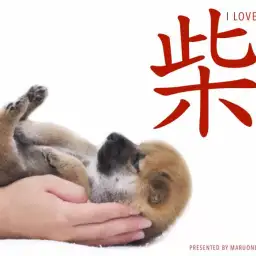 【 柴犬 】柴犬王国の大倉山についに来た!赤毛&黒ひげの素晴らしき王道の女の子!