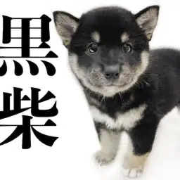 【 柴犬 】世界中で大人気！日本が誇る柴犬！可愛らしさの中にさすがの風格！