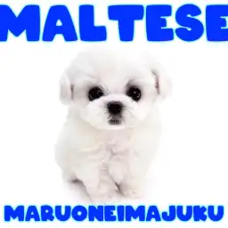 【 マルチーズ 】生後60日体重480g!ドワーフ体型のプレミアムな男の子登場!