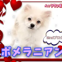【 ポメラニアン 】2nd紹介 おサル期でも可愛いポメちゃん。