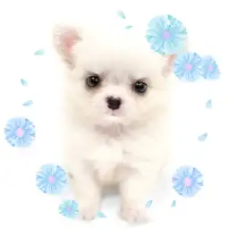 【 チワワ 】もっちり癒し系！シロクマチワワがやってきた！