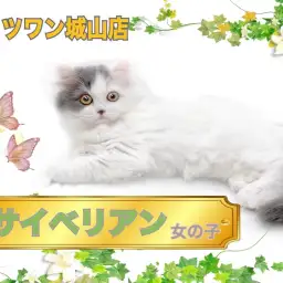 【 サイベリアン 】強い目力で「甘えさせて!」要求してくる甘えん坊な女の子。