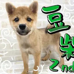 【 豆柴 】お手入れ大優秀！小さめの子をお探しの方は超必見の2ndブログ