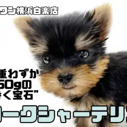 【 ヨークシャーテリア 】生後60日でなんと450g!超小柄な歩く宝石